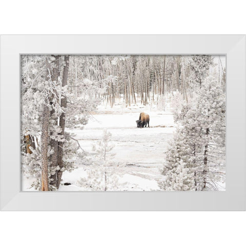 Bison in Norris Geyser Basin, Yellowstone National Park White Modern Wood Framed Art Print by Frank, Jacob W.