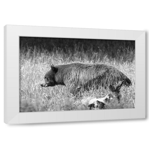 Black Bear in Yellowstone National Park White Modern Wood Framed Art Print by Frank, Jacob W.