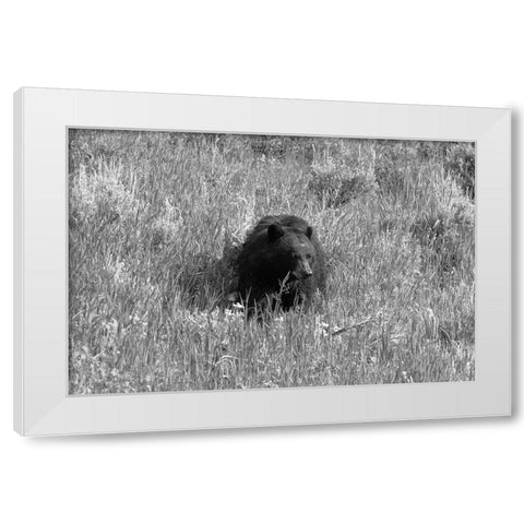 Black Bear in Lamar Valley, Yellowstone National Park White Modern Wood Framed Art Print by The Yellowstone Collection