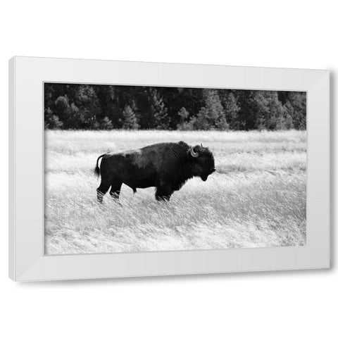 Bull Bison in Lower Geyser Basin, Yellowstone National Park White Modern Wood Framed Art Print by Frank, Jacob W.