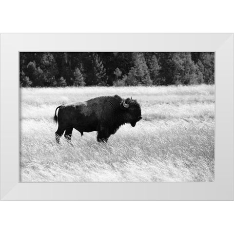 Bull Bison in Lower Geyser Basin, Yellowstone National Park White Modern Wood Framed Art Print by Frank, Jacob W.