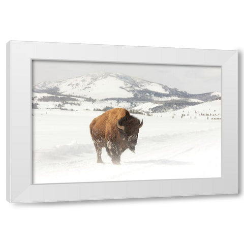 Bull Bison near Swan Lake, Yellowstone National Park White Modern Wood Framed Art Print by The Yellowstone Collection
