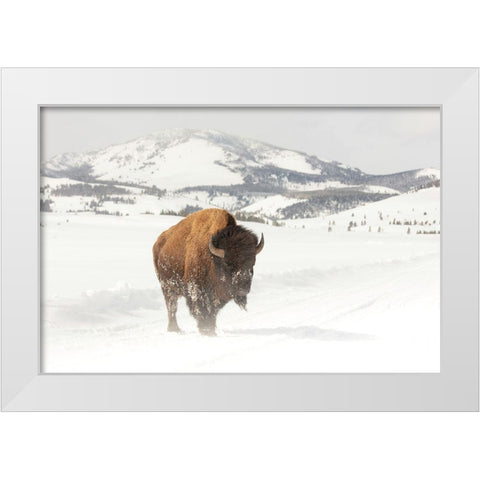 Bull Bison near Swan Lake, Yellowstone National Park White Modern Wood Framed Art Print by The Yellowstone Collection