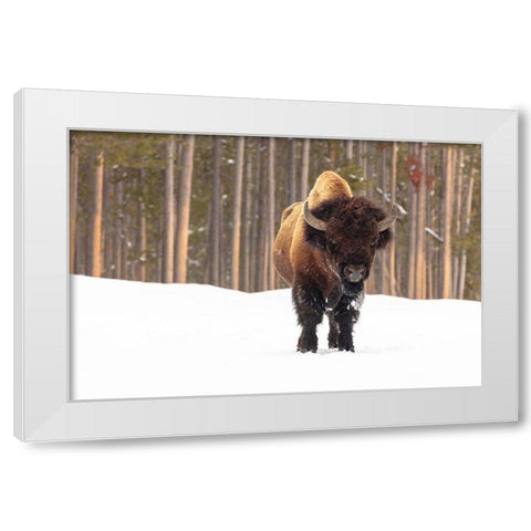 Bull Bison near Madison Junction, Yellowstone National Park White Modern Wood Framed Art Print by Frank, Jacob W.