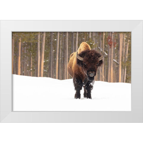 Bull Bison near Madison Junction, Yellowstone National Park White Modern Wood Framed Art Print by Frank, Jacob W.