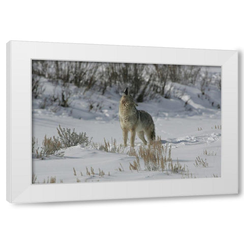 Coyote Howling in Lamar Valley, Yellowstone National Park White Modern Wood Framed Art Print by The Yellowstone Collection