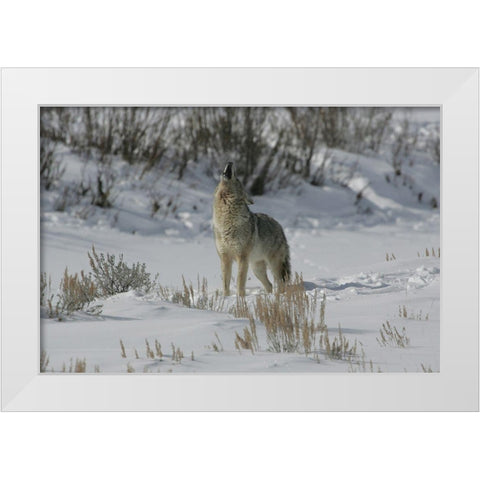 Coyote Howling in Lamar Valley, Yellowstone National Park White Modern Wood Framed Art Print by The Yellowstone Collection