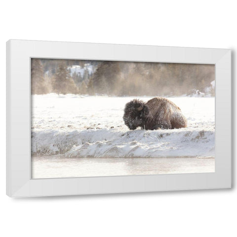 Bison at the Madison River, Yellowstone National Park White Modern Wood Framed Art Print by Frank, Jacob W.