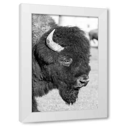 Bull Bison in Mammoth Hot Springs, Yellowstone National Park White Modern Wood Framed Art Print by Frank, Jacob W.