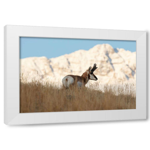 A Pronghorn near Electric Peak, Yellowstone National Park White Modern Wood Framed Art Print by Frank, Jacob W.