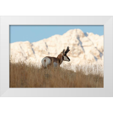 A Pronghorn near Electric Peak, Yellowstone National Park White Modern Wood Framed Art Print by Frank, Jacob W.