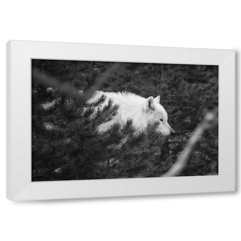 Female wolf of the Canyon pack, Yellowstone National Park White Modern Wood Framed Art Print by Herbert, Neal