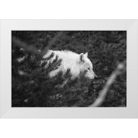 Female wolf of the Canyon pack, Yellowstone National Park White Modern Wood Framed Art Print by Herbert, Neal