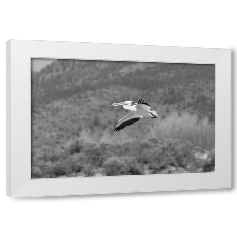 American white pelican, Yellowstone National Park White Modern Wood Framed Art Print by Frank, Jacob W.