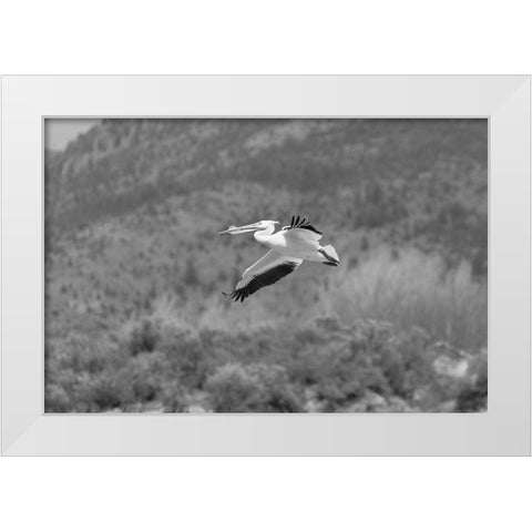 American white pelican, Yellowstone National Park White Modern Wood Framed Art Print by Frank, Jacob W.