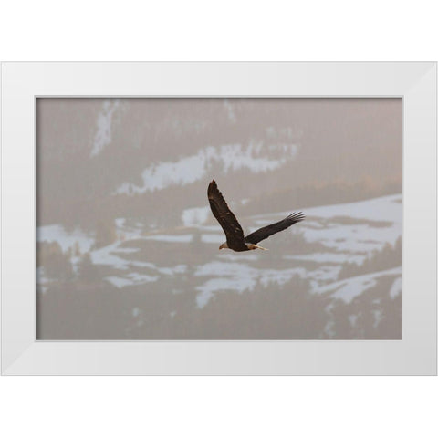 Bald Eagle over Soda Butte Creek, Yellowstone National Park White Modern Wood Framed Art Print by Frank, Jacob W.