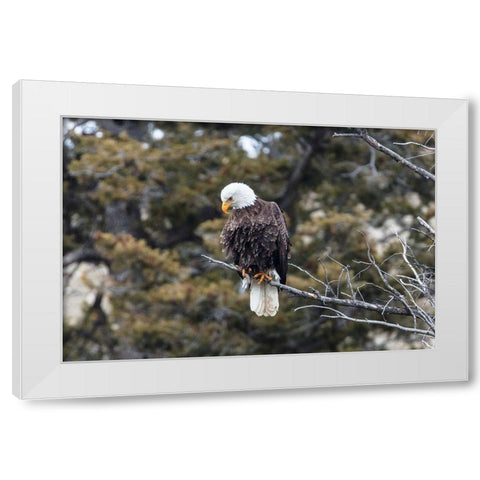 Bald Eagle near Gardner Canyon, Yellowstone National Park White Modern Wood Framed Art Print by Frank, Jacob W.