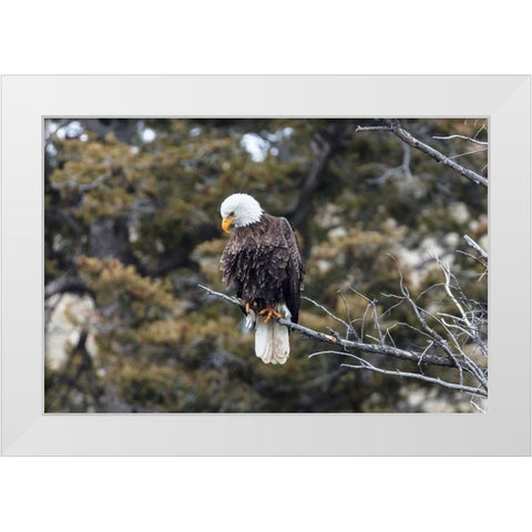 Bald Eagle near Gardner Canyon, Yellowstone National Park White Modern Wood Framed Art Print by Frank, Jacob W.