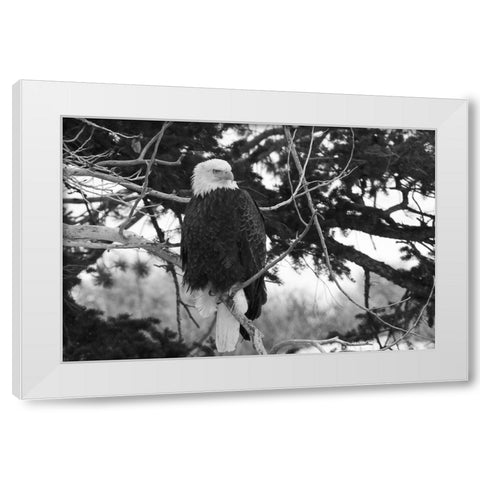 Bald Eagle above the Gardner River, Yellowstone National Park White Modern Wood Framed Art Print by Peaco, Jim