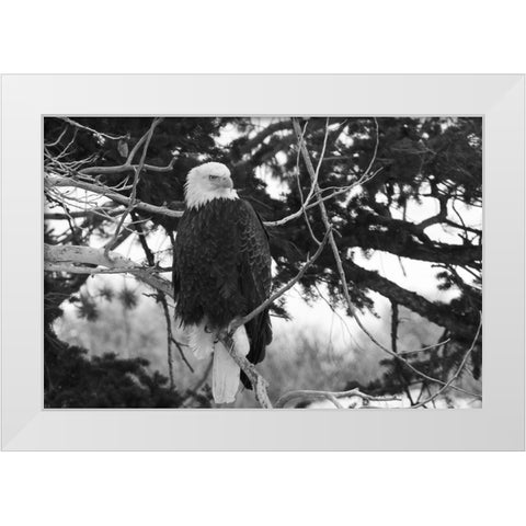 Bald Eagle above the Gardner River, Yellowstone National Park White Modern Wood Framed Art Print by Peaco, Jim