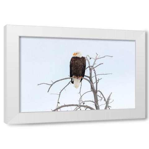 Bald Eagle near the Yellowstone River, Yellowstone National Park White Modern Wood Framed Art Print by The Yellowstone Collection