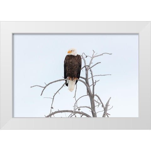 Bald Eagle near the Yellowstone River, Yellowstone National Park White Modern Wood Framed Art Print by The Yellowstone Collection
