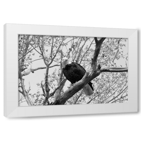 Bald Eagle perched near the Yellowstone River, Yellowstone National Park White Modern Wood Framed Art Print by Frank, Jacob W.