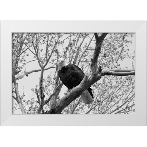 Bald Eagle perched near the Yellowstone River, Yellowstone National Park White Modern Wood Framed Art Print by Frank, Jacob W.
