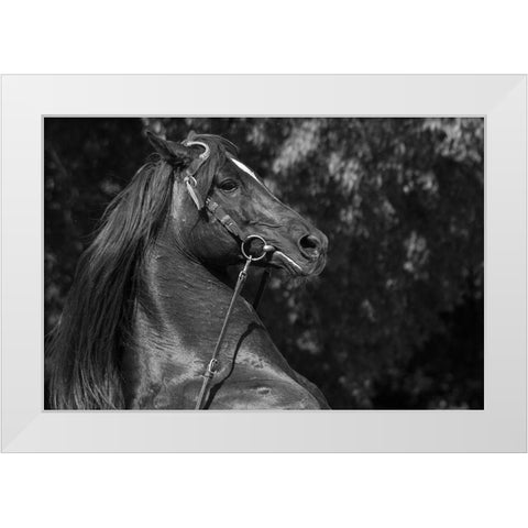 A Mighty Warrior White Modern Wood Framed Art Print by The Yellowstone Collection