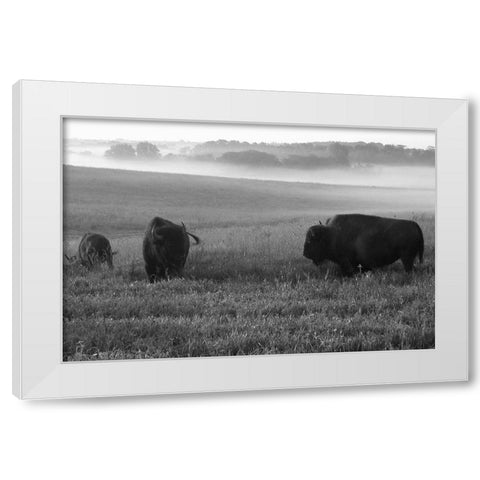 Roaming Bison White Modern Wood Framed Art Print by The Yellowstone Collection