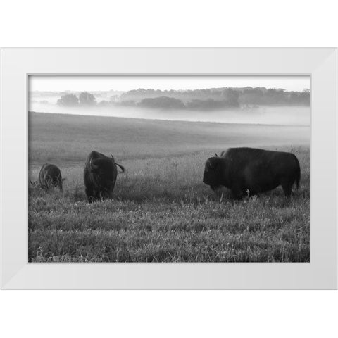 Roaming Bison White Modern Wood Framed Art Print by The Yellowstone Collection