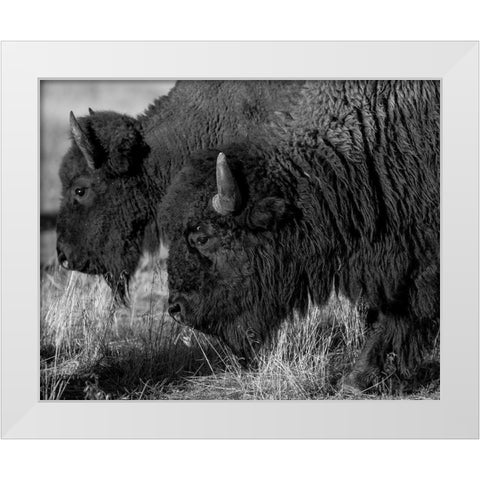 Bison White Modern Wood Framed Art Print by The Yellowstone Collection