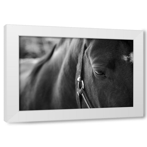 Black Beauty White Modern Wood Framed Art Print by The Yellowstone Collection