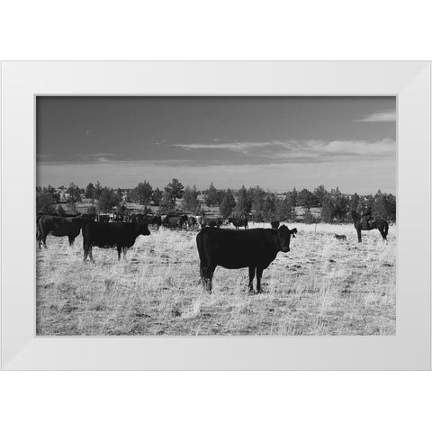 Cattle Grazing Ochoco National Forest White Modern Wood Framed Art Print by The Yellowstone Collection