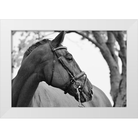 Chestnut horse White Modern Wood Framed Art Print by The Yellowstone Collection