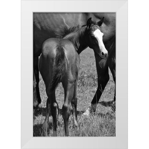 Foal and mare White Modern Wood Framed Art Print by The Yellowstone Collection