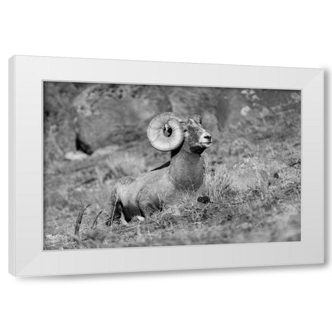 Bighorn Ram, Yellowstone National Park White Modern Wood Framed Art Print by Frank, Jacob W.