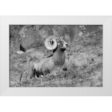 Bighorn Ram, Yellowstone National Park White Modern Wood Framed Art Print by Frank, Jacob W.