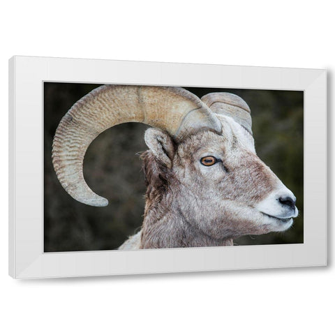 Bighorn Ram, Lamar Valley, Yellowstone National Park White Modern Wood Framed Art Print by The Yellowstone Collection