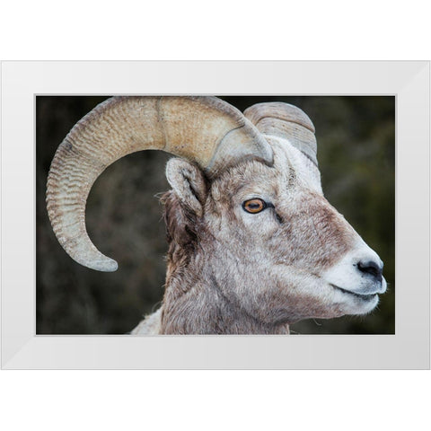 Bighorn Ram, Lamar Valley, Yellowstone National Park White Modern Wood Framed Art Print by The Yellowstone Collection