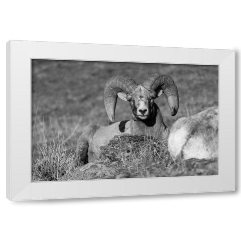 Bighorn Ram, Yellowstone National Park White Modern Wood Framed Art Print by The Yellowstone Collection