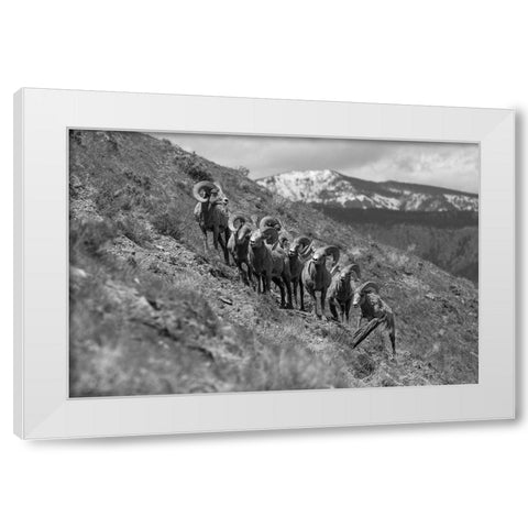 Bighorn Rams, Mount Everts, Yellowstone National Park White Modern Wood Framed Art Print by Frank, Jacob W.