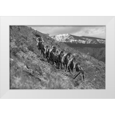 Bighorn Rams, Mount Everts, Yellowstone National Park White Modern Wood Framed Art Print by Frank, Jacob W.