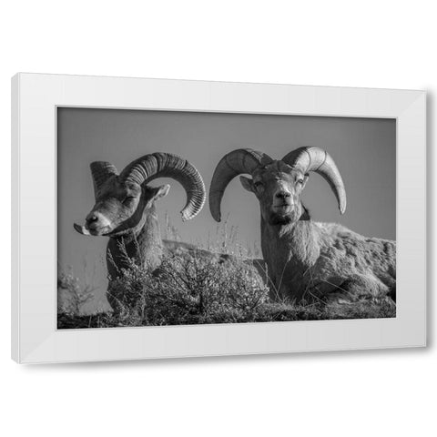 Bighorn Rams, Lamar Canyon, Yellowstone National Park White Modern Wood Framed Art Print by The Yellowstone Collection