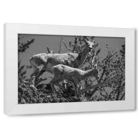 Bighorn Sheep, Mount Washburn, Yellowstone National Park White Modern Wood Framed Art Print by Herbert, Neal