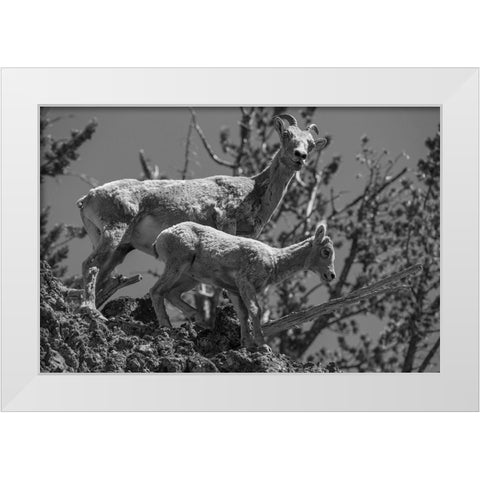 Bighorn Sheep, Mount Washburn, Yellowstone National Park White Modern Wood Framed Art Print by Herbert, Neal