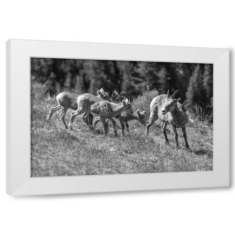 Bighorn Sheep, Yellowstone National Park White Modern Wood Framed Art Print by Frank, Jacob W.
