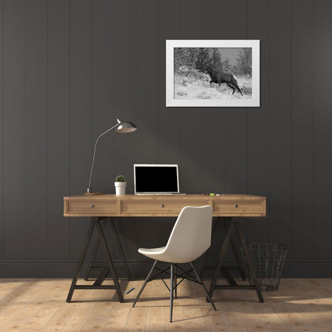 Bighorn Ram, Lamar Valley, Yellowstone National Park White Modern Wood Framed Art Print by Peaco, Jim