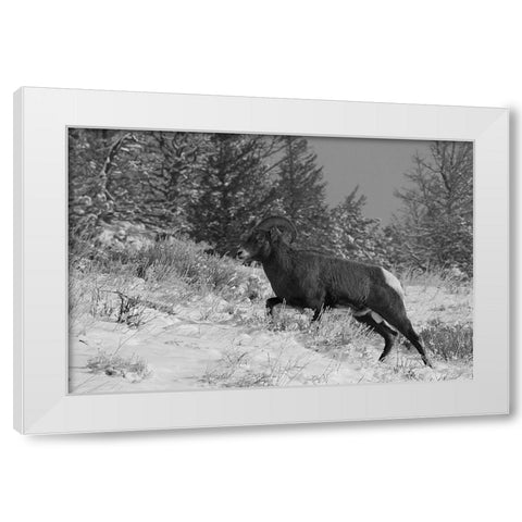Bighorn Ram, Lamar Valley, Yellowstone National Park White Modern Wood Framed Art Print by Peaco, Jim