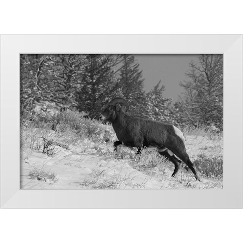 Bighorn Ram, Lamar Valley, Yellowstone National Park White Modern Wood Framed Art Print by Peaco, Jim